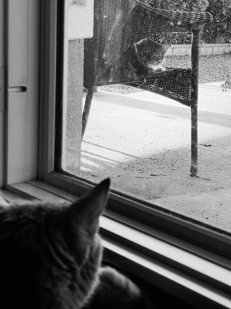 Cats Divided By Glass