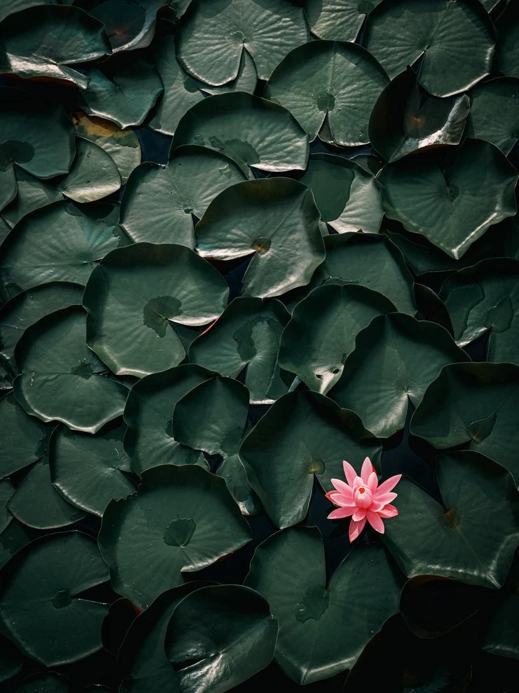 Pink Water Lily Bloom