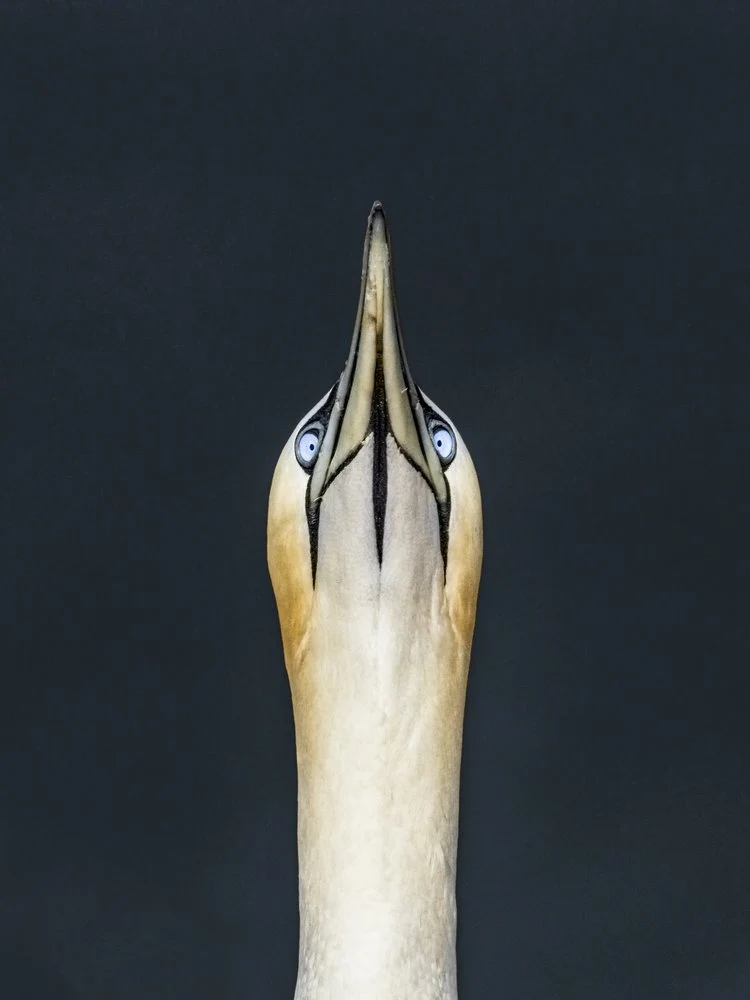 Gannet Looking Up