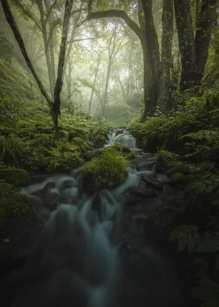Misty Forest Stream