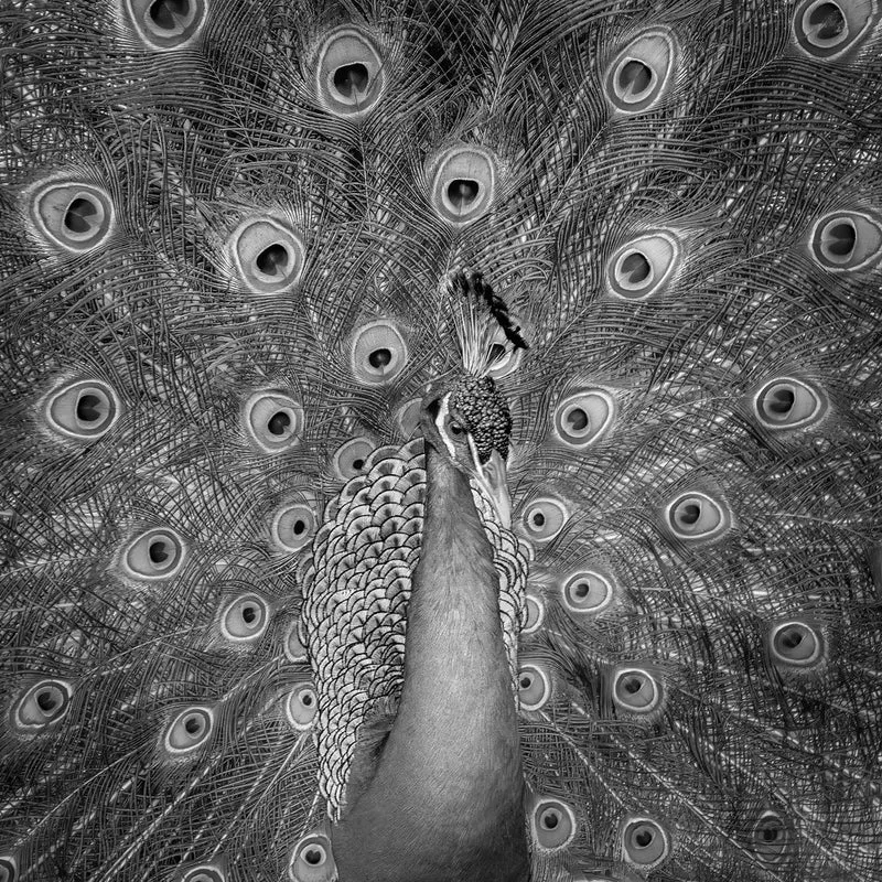 Majestic Peacock Portrait