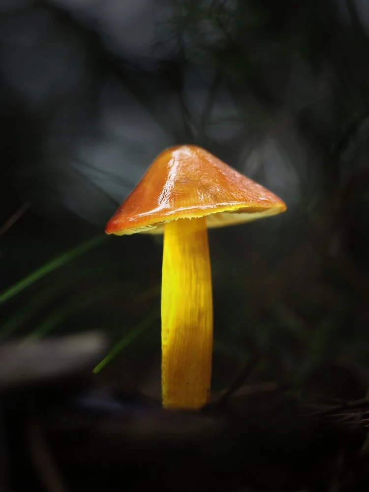 Glowing Forest Mushroom