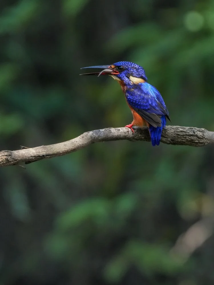 Vibrant Blue Kingfisher
