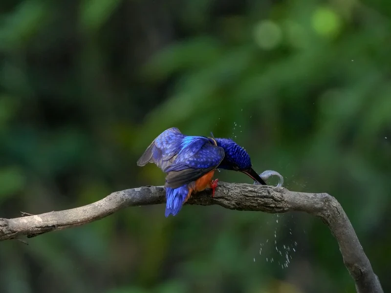 Kingfisher Water Splash