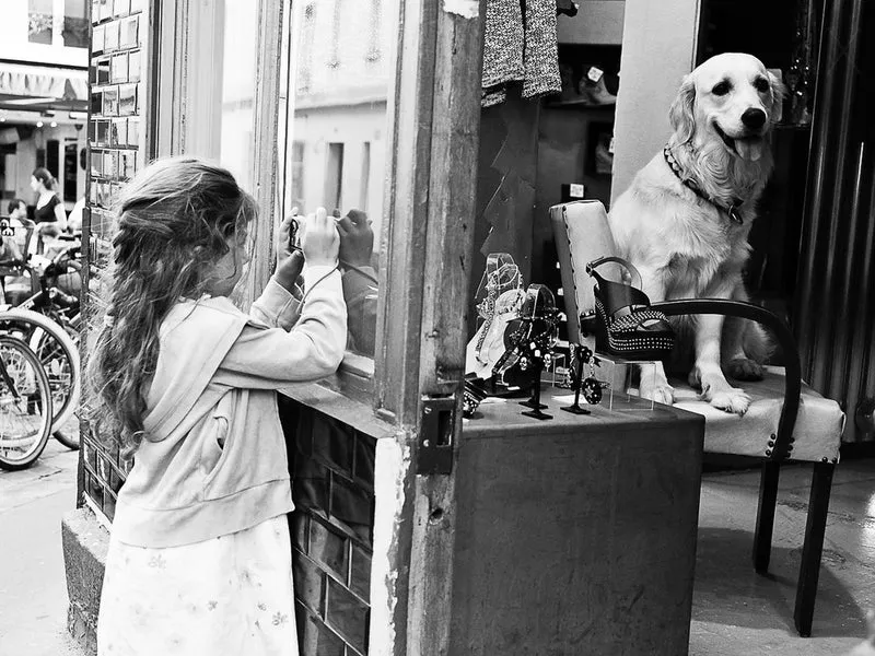 Curious Girl Golden Retriever
