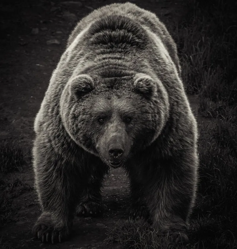 Powerful Grizzly Bear