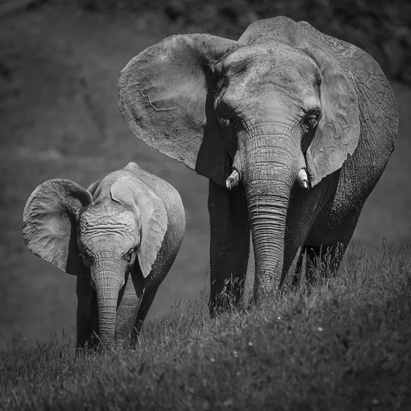 Mother Calf Elephants