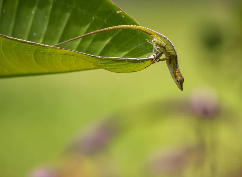 Green Anole on Leaf
