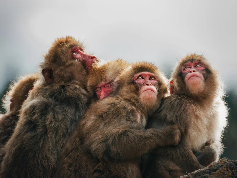 Huddled Snow Monkeys