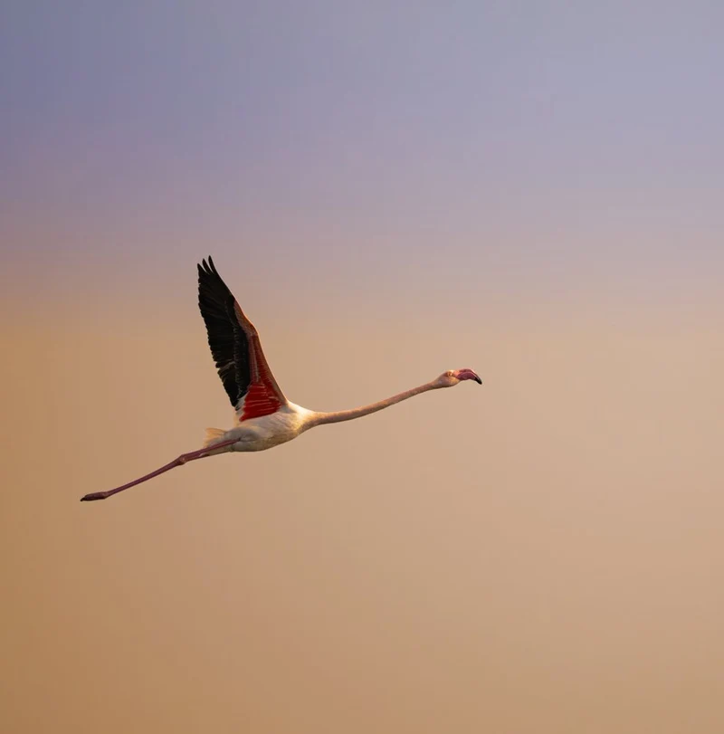 Graceful Flamingo Flight