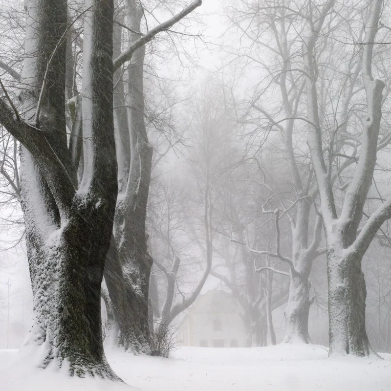 Misty Snowy Trees