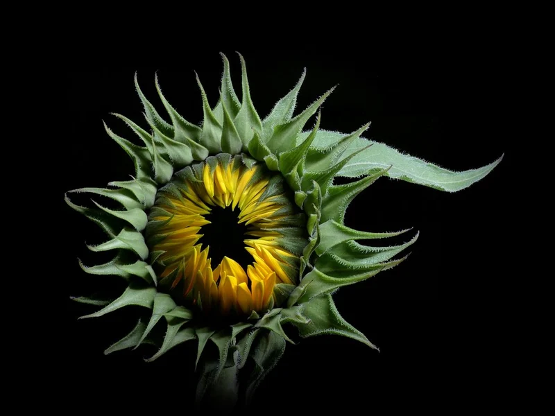 Unfurling Sunflower Bud