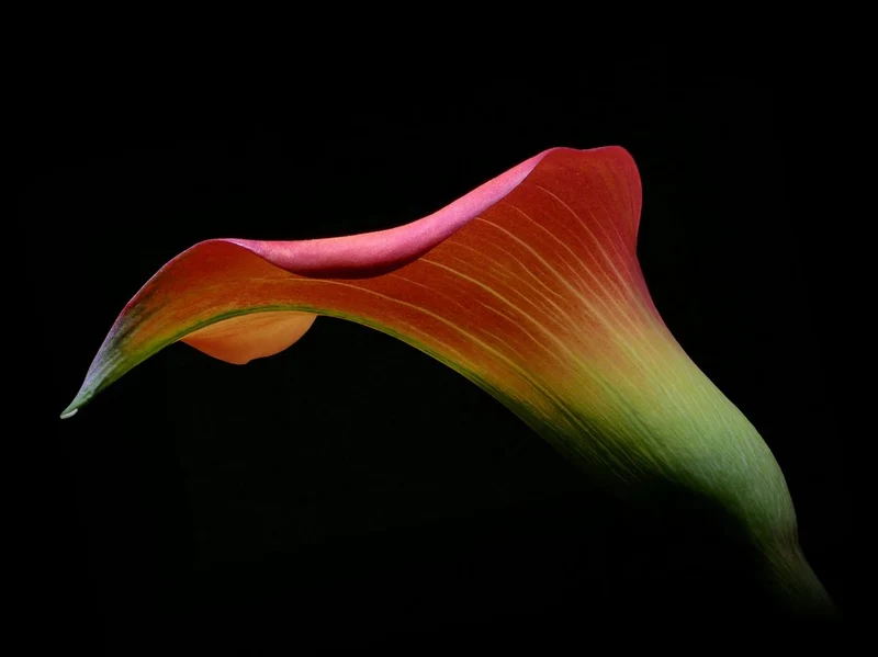 Elegant Calla Lily