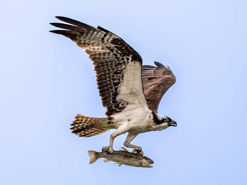 Osprey's Fresh Catch