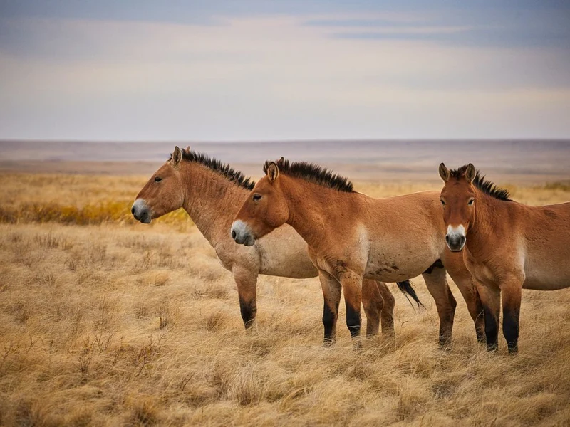 Wild Horses Roaming Steppe