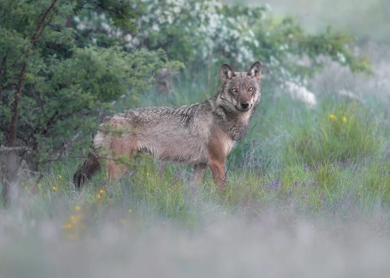 Watchful Grey Wolf