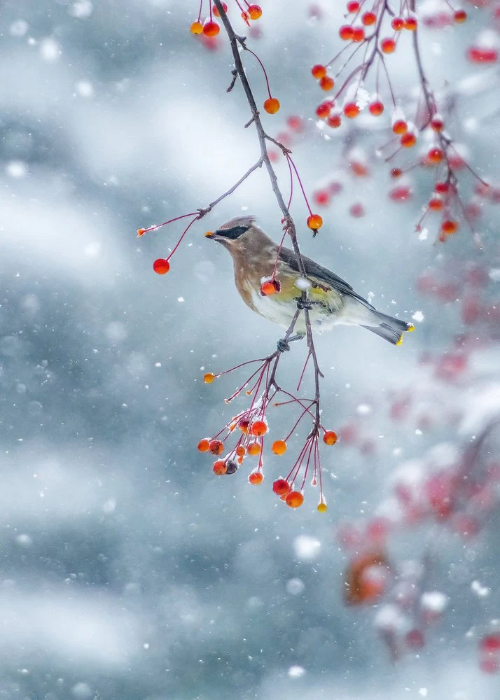 Snowfall Bird Berries