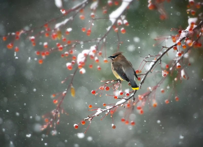 Winter Bird and Red Berries