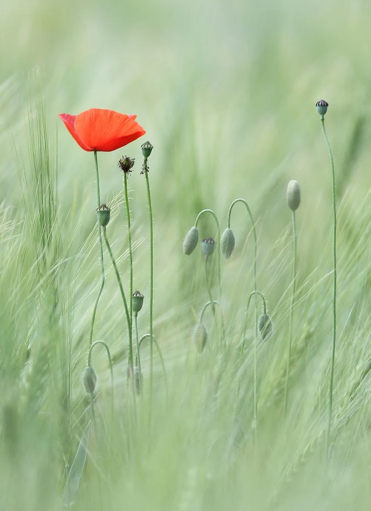 Soft Red Poppy Field