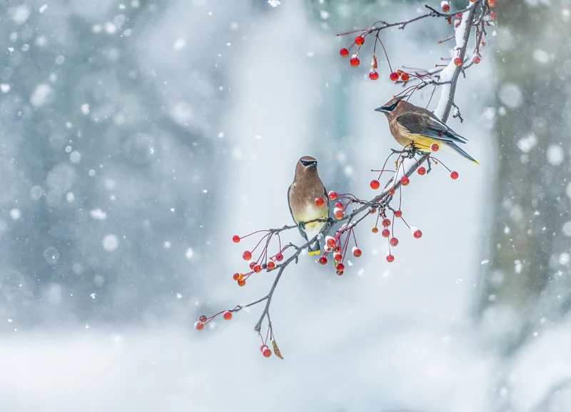 Cedar Waxwings Snowfall