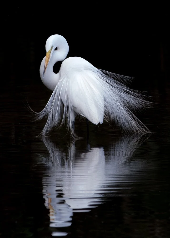 Graceful Egret Reflection