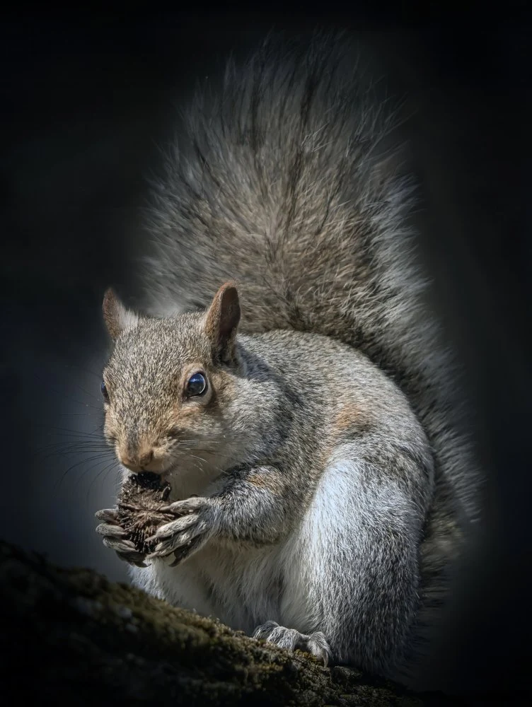 Curious Squirrel Snacking