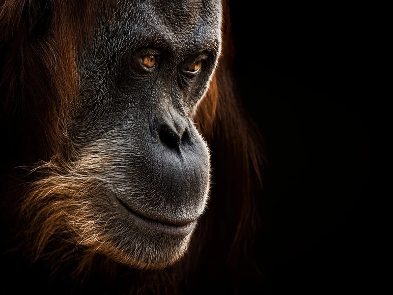 Thoughtful Orangutan Portrait