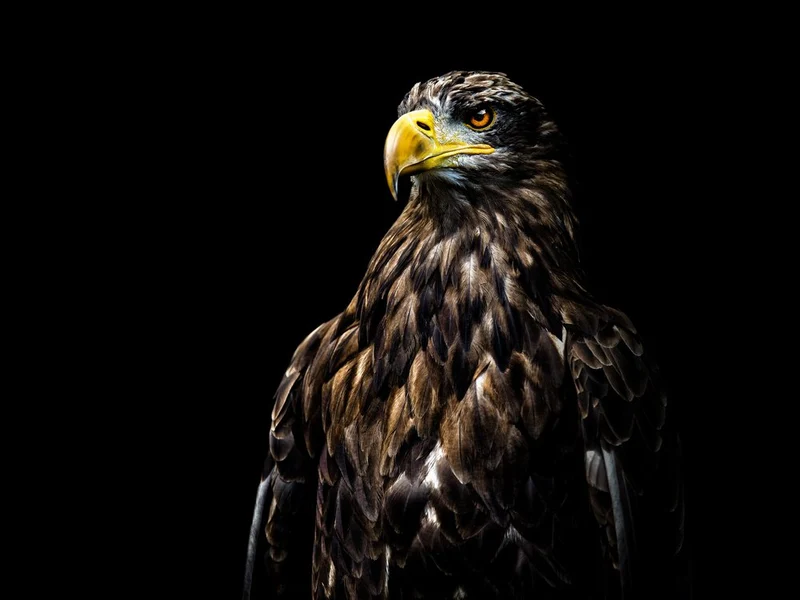 Majestic Eagle Portrait