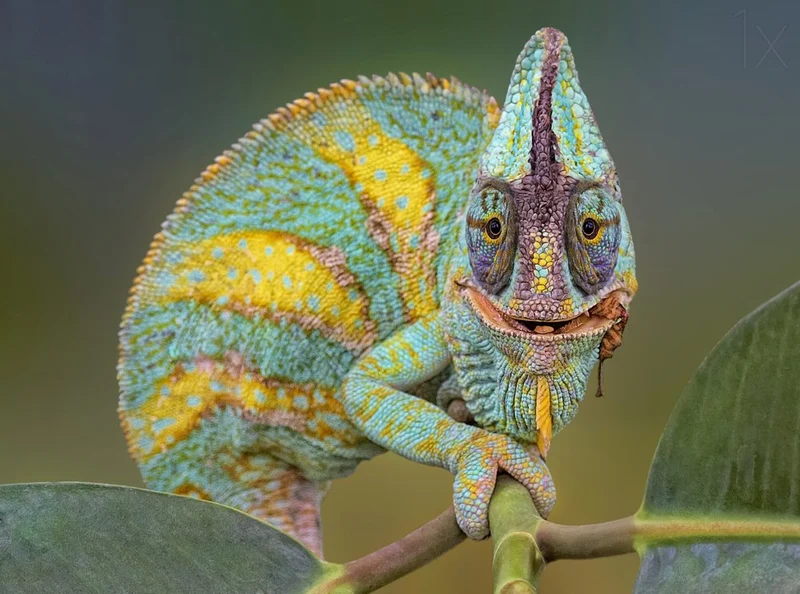 Happy Green Chameleon