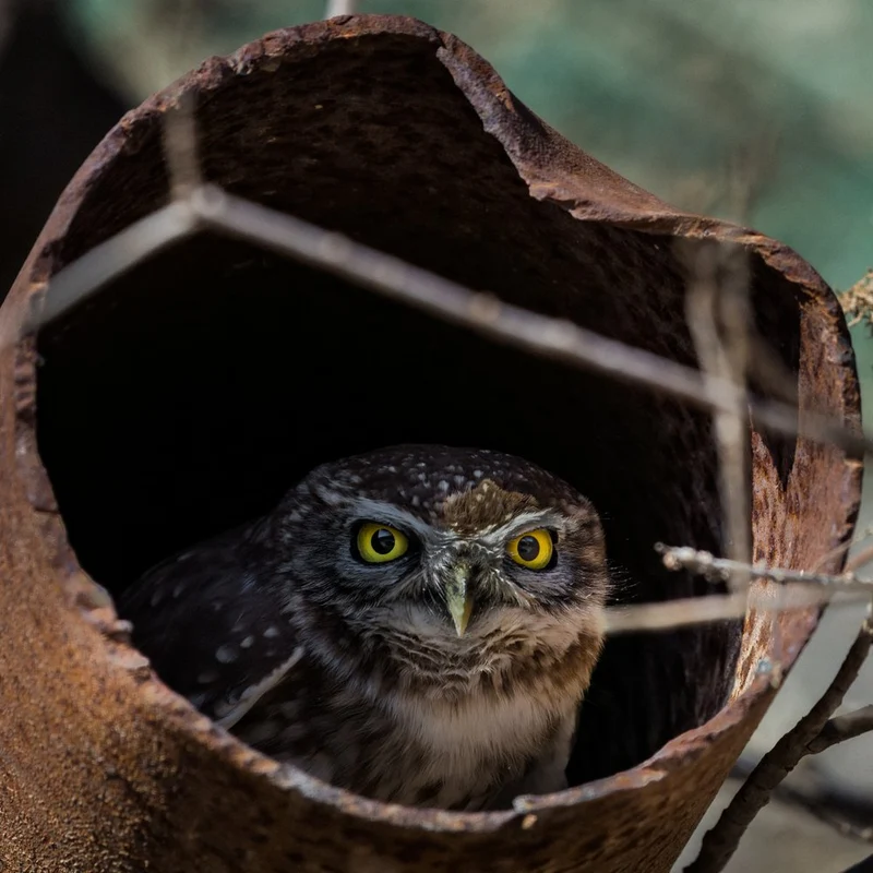 Watchful Owl In Hollow
