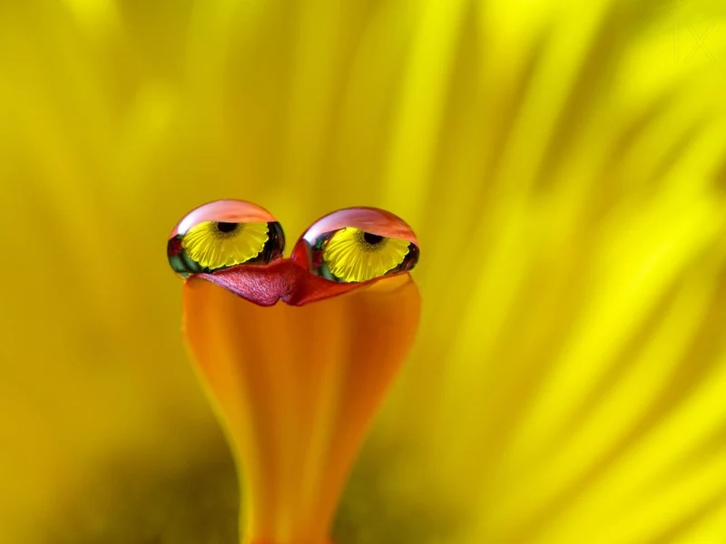Flower Droplet Eyes