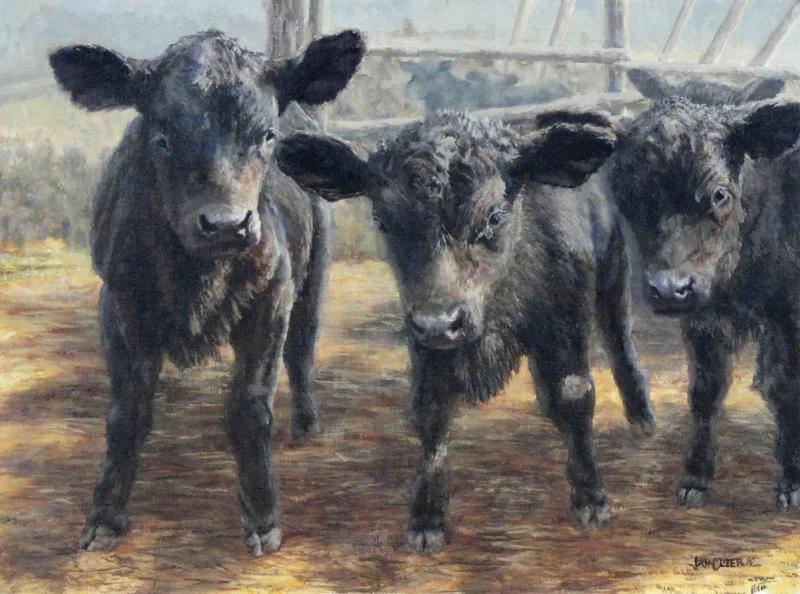 Curious Black Calves