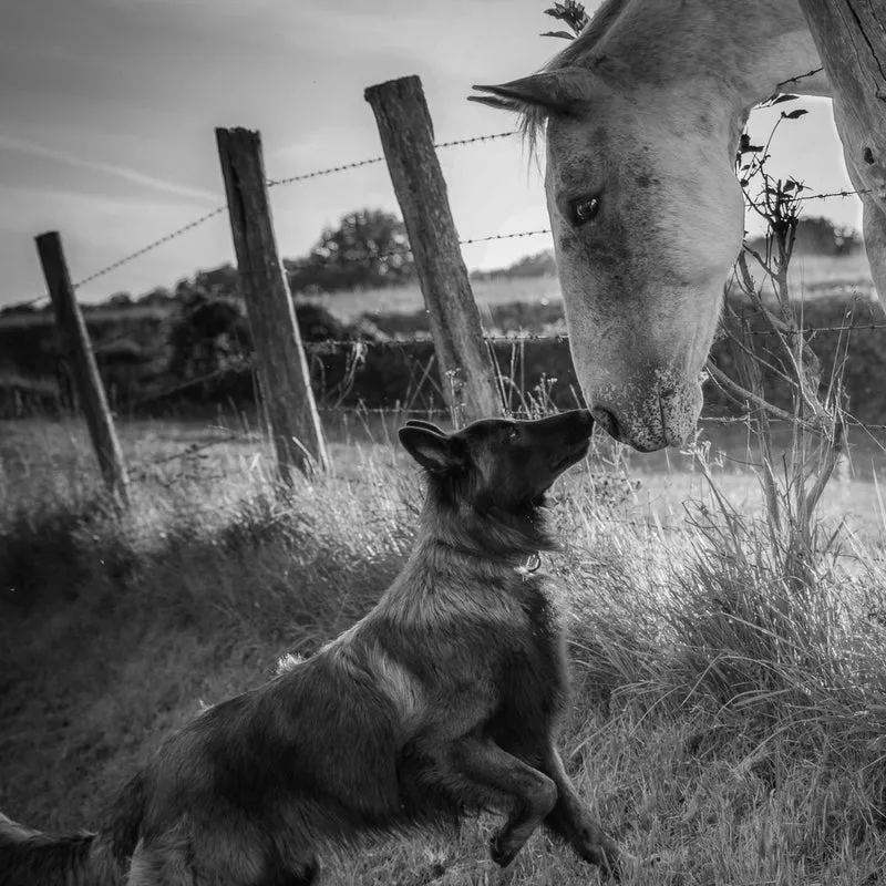 Dog and Horse Friendship