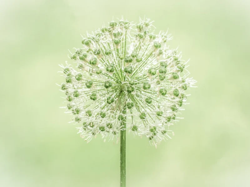Soft Green Allium Bloom