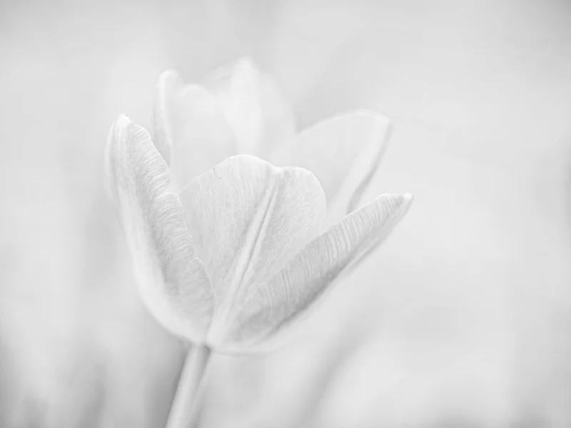 Soft Tulip Bloom