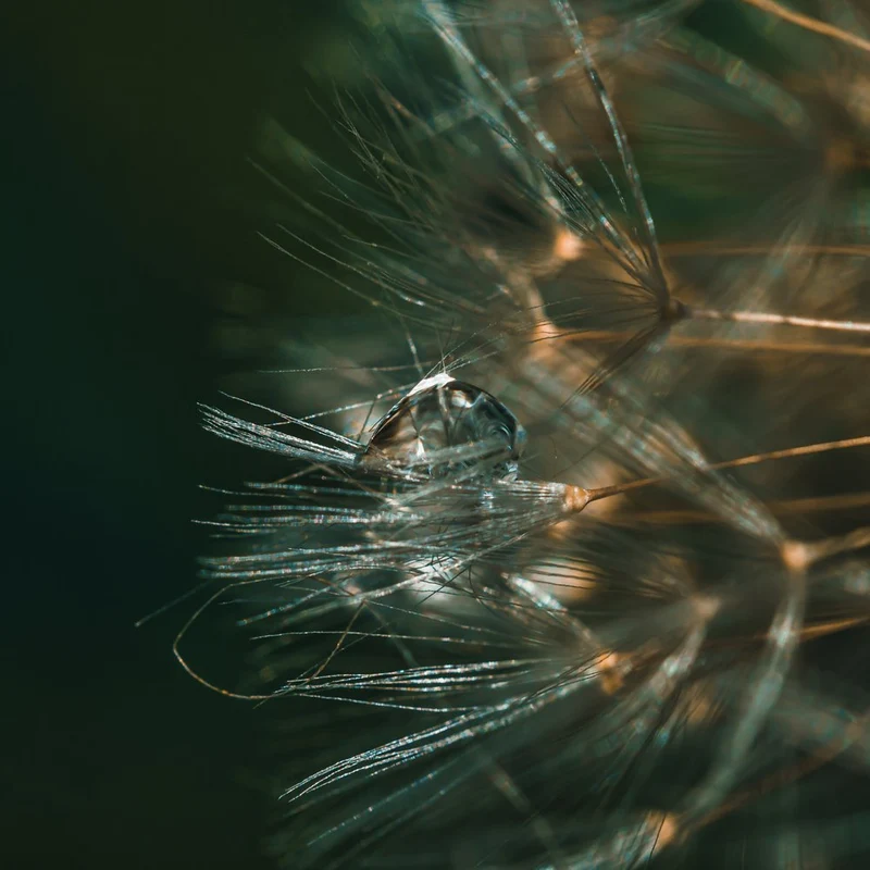 Delicate Dandelion Droplet