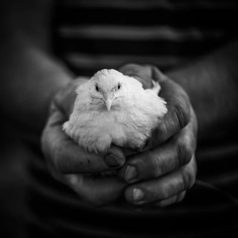 Baby Chick In Hands