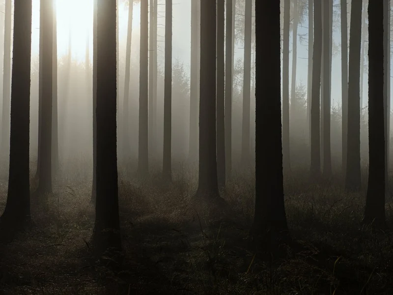 Sunlit Misty Forest