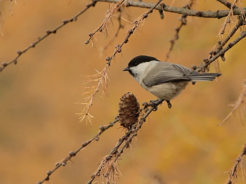 Autumn Larch Tit