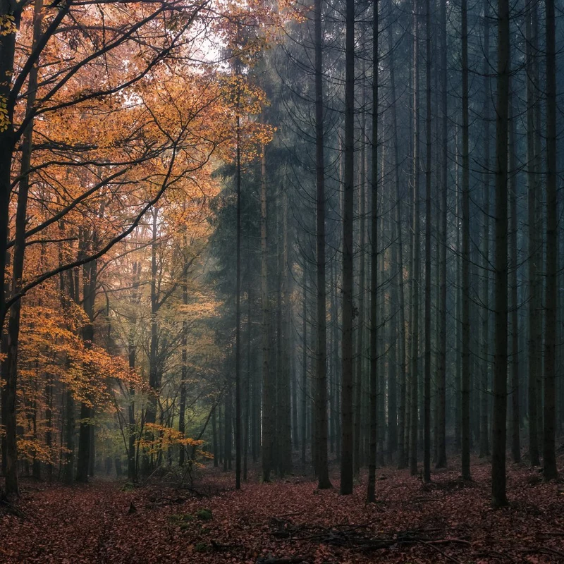 Autumn Forest Contrast