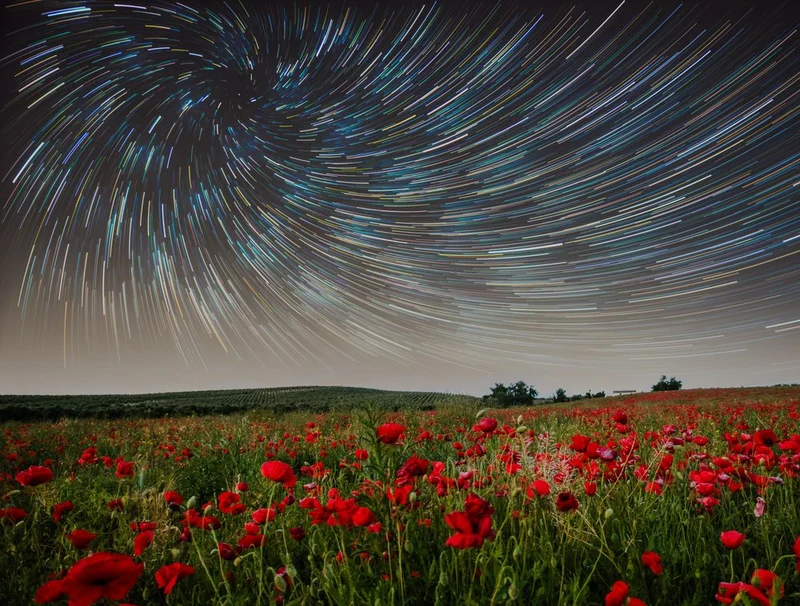 Starry Poppy Field