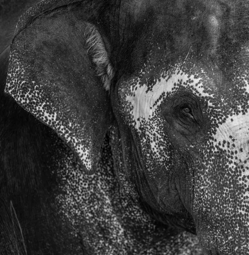 Majestic Elephant Eye