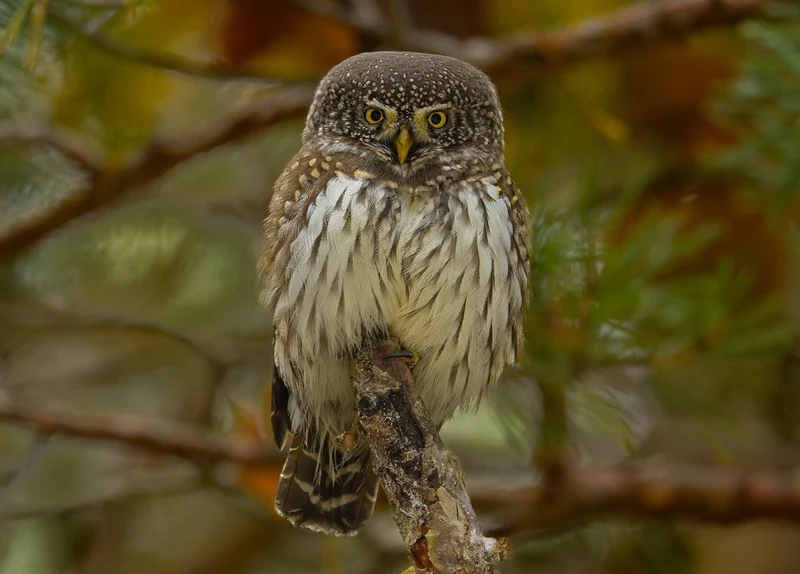 Watchful Pygmy Owl