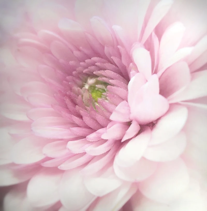Soft Pink Bloom