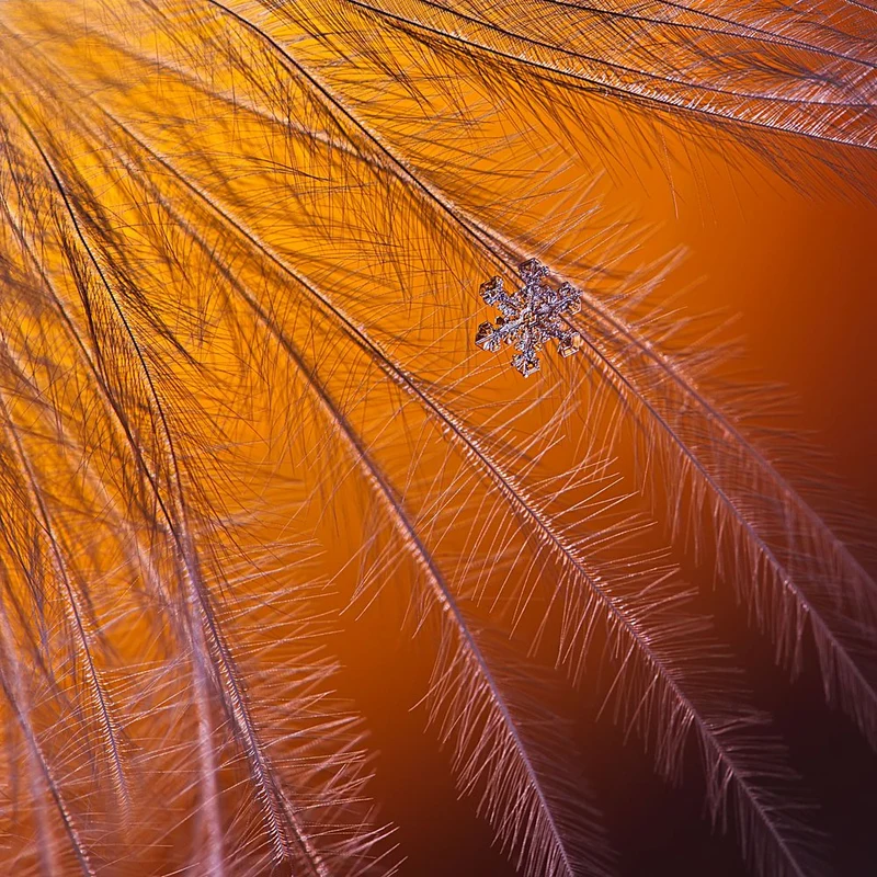 Delicate Snowflake Feather