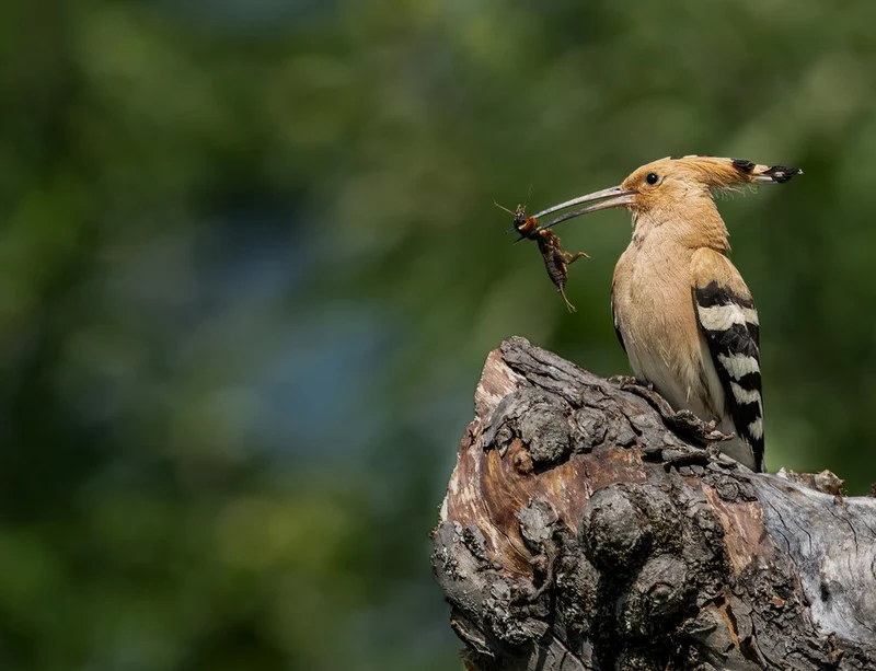 Hoopoe Bird's Catch