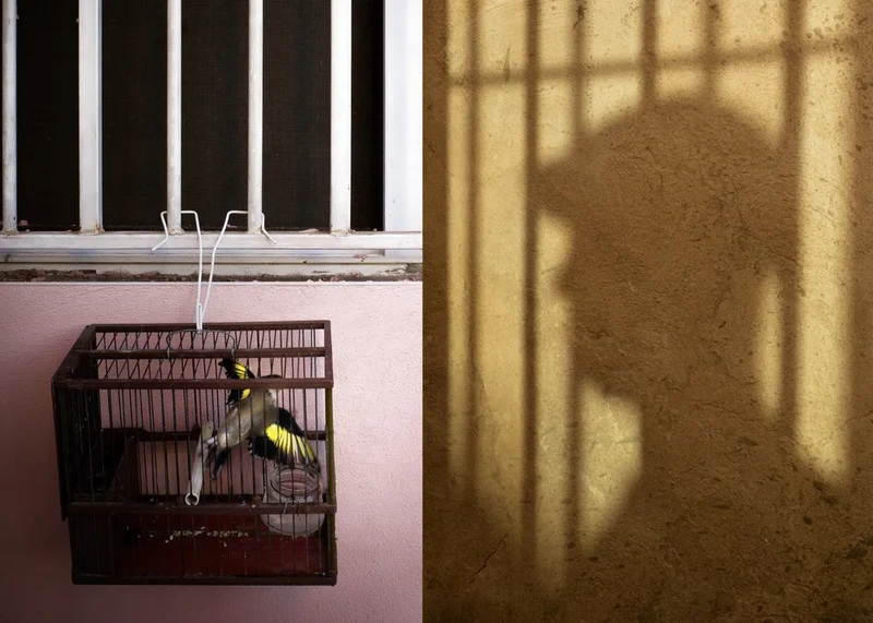 Bird Cage Barred Shadow