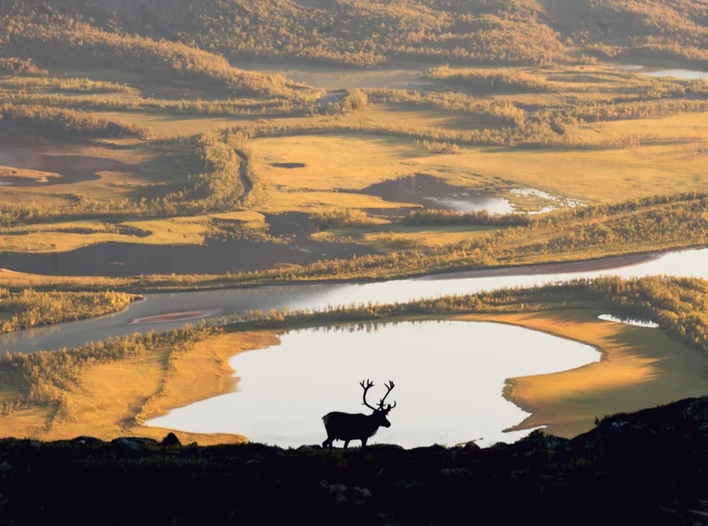 Golden Reindeer Silhouette