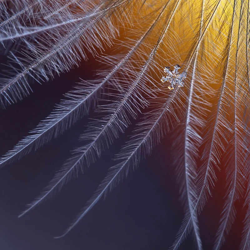 Delicate Feather Snowflake
