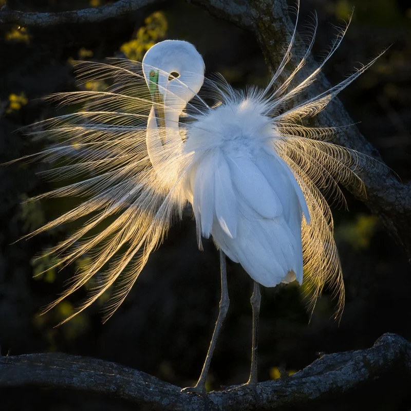 Sunlit Egret Display